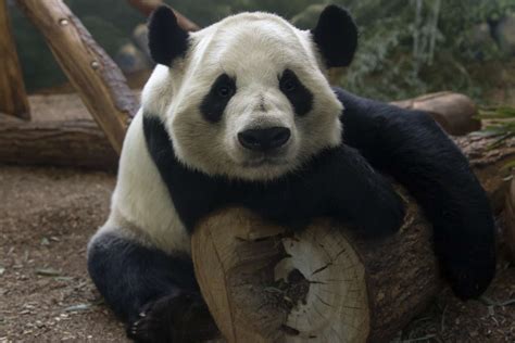 Panda Updates Wednesday February 26 Zoo Atlanta