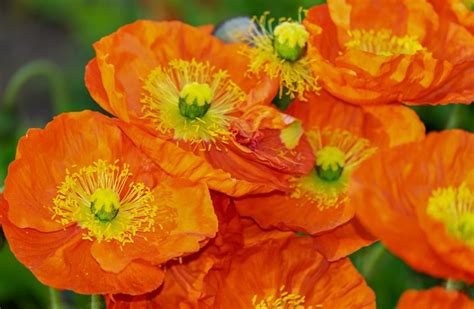 20 Orange Flowers For Zesty And Energizing Garden Morflora