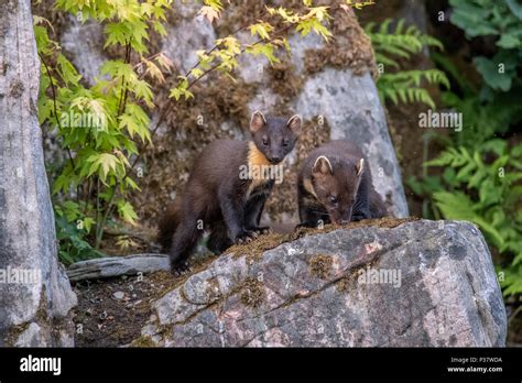 Pine Marten Kits Hi Res Stock Photography And Images Alamy