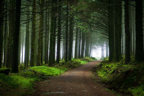 Expose Nature The Moss Covered Floor Of Fernworthy Forest Dartmoor