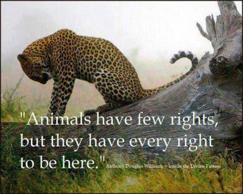 106 best images about Animal quotes and animals lovers' quotes on