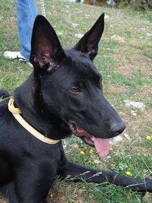 See more of everyone loves black belgian malinois on facebook. Belgian Malinois Black Dog Photos | Belgian Malinois Dog ...