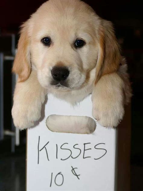 Kisses Golden Retriever Dogs