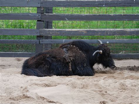 The Online Zoo - Yak