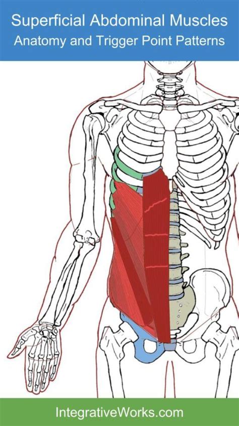 Anatomy Between Hip Lower Ribcage In Back Anatomy Of The Human Rib