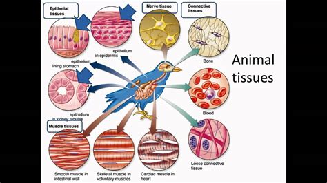 Animal tissues - YouTube