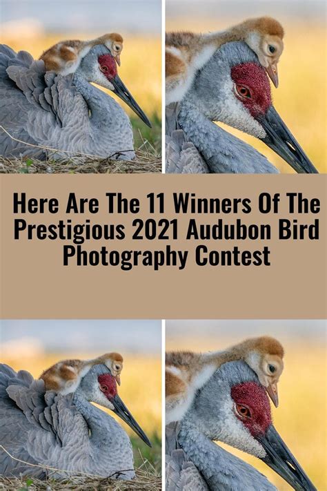 Here Are The 11 Winners Of The Prestigious 2021 Audubon Bird