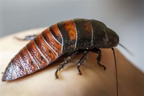 Do Cockroaches Have Blood Red Vs White Blood Pest Wisdom