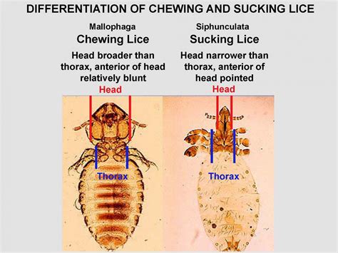 What Do Chewing Lice Look Like On Dogs