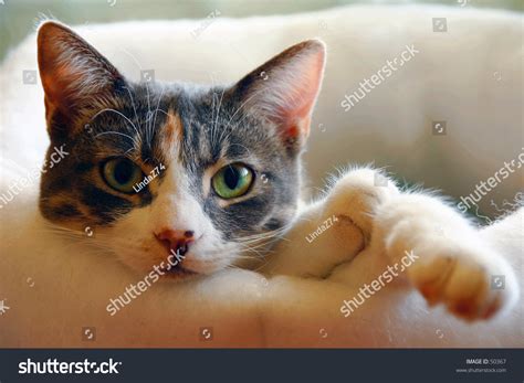 Green Eyed Calico Cat Stock Photo 50367 Shutterstock