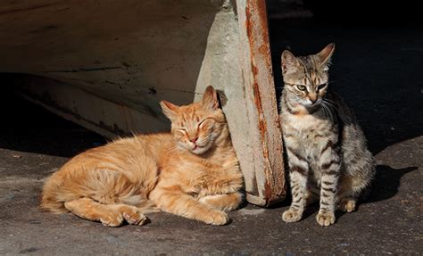 Controlling Feral Cat Colonies Herlife Magazine