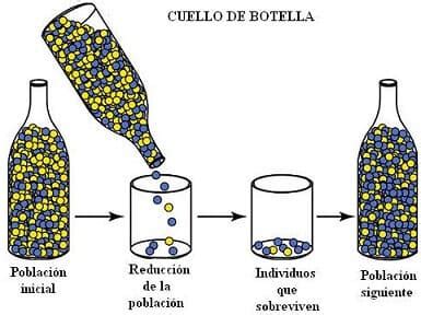 Los individuos de la especie de moluscos donax variabilis amuesen una estraordinaria diversidá fenotípica, tantu nel color como nel patrón ver tamién. Variabilidad genética: mutaciones, recombinación genética ...