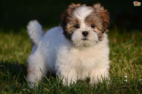 Lhasa Apso Dog Breed Information Buying Advice Photos And Facts