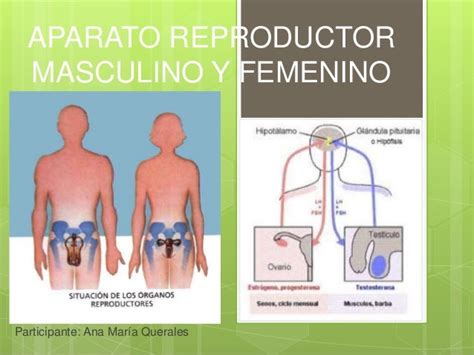 Anatoma Del Aparato Reproductor Femenino Y Masculino