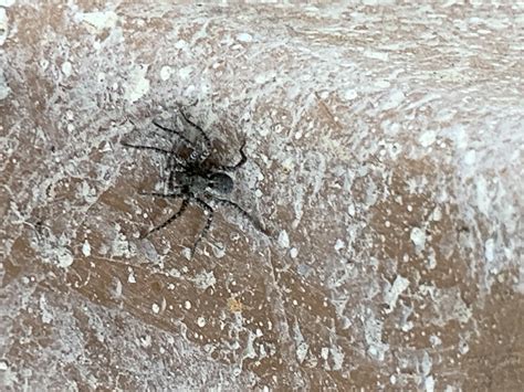 Unidentified Spider In Grand Forksnd North Dakota United States