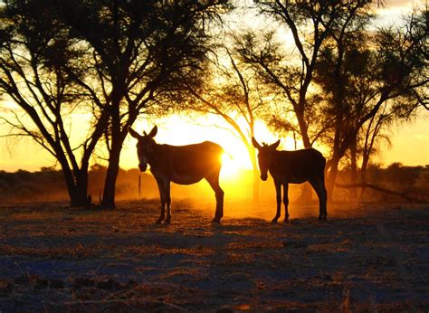 Donkeys On Field At Sunset · Free Stock Photo