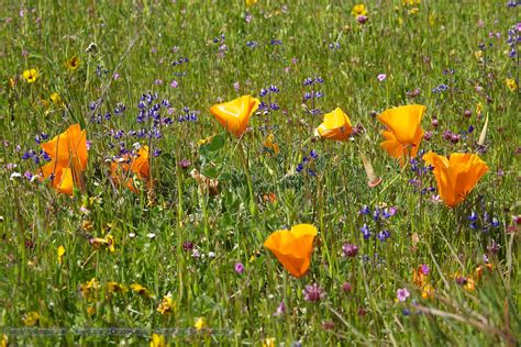 Poppy Fields in California Desktop Wallpaper