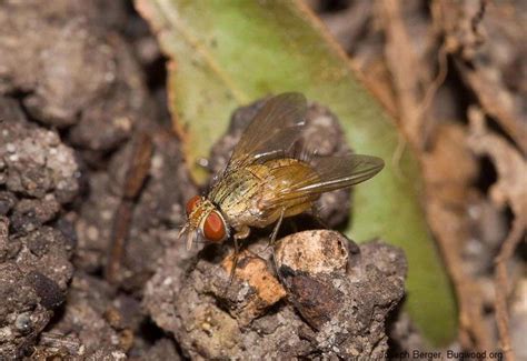These insects have many similar features, both physically and in the way they live. Cluster Fly Control - Budget Pest Control