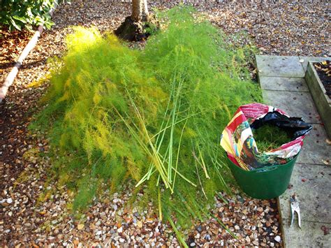 I do let nasturtiums reseed in the. Mark's Veg Plot: Game Over for the Asparagus
