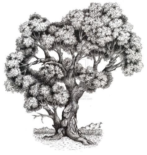 Asymetric Tree By Tmvallance On Deviantart Oak Tree Drawings Tree Of