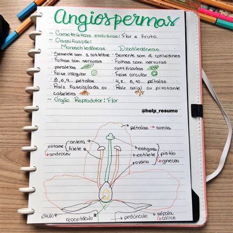 Mapa Mental Sobre Angiospermas Study Maps The Best Porn Website