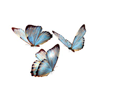Butterfly Overlay Realistic Png Qasexplore