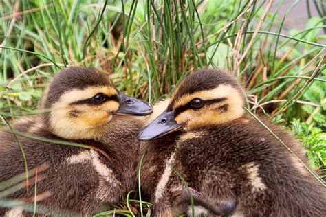 Cute Baby Ducks Photograph By Peggy Collins Fine Art America