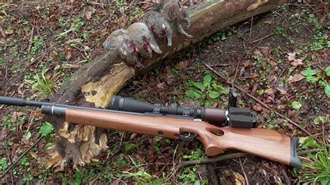 Crosman fury np piston pellet gun. Pest Control with Air Rifles - Squirrel Shooting - A Rainy ...