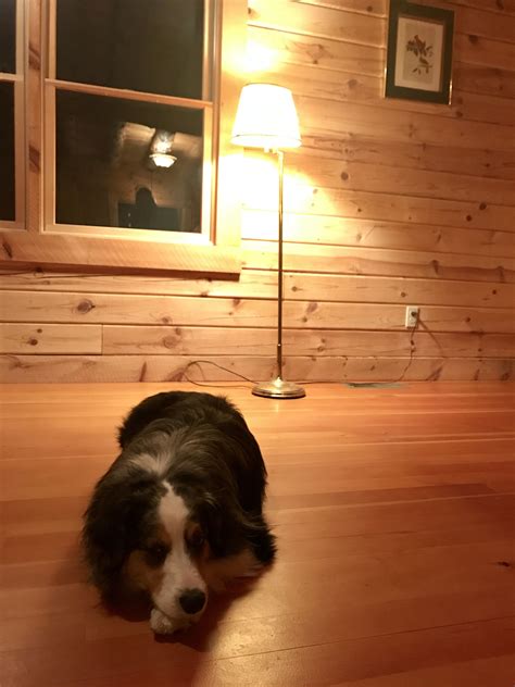 (larger animals are also permitted in the hold.) airbaltic operate flights to and from thumbs up: Pin by kayLu on Cabin Life | Cabin life, Animals, Cabin