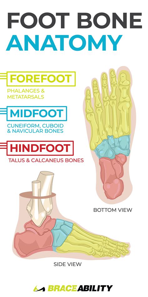 Pain In Arch Of Foot Westbj