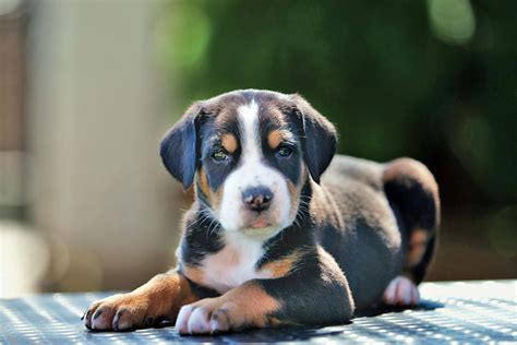 Großer Schweizer Sennenhund Charakter Und Haltung