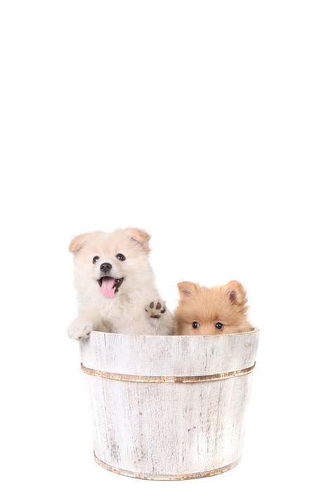 100 Foto Hewan Lucu dan Imut yang Siap Akan Menghiburmu, Tingkahnya Gokil!