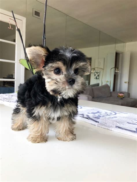 Teacup Yorkiemaltese Morkie Puppy For Sale Iheartteacups