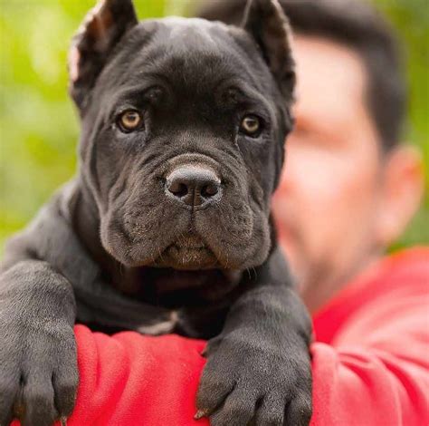 Cane corso temperament, personality, behavior, traits, and characteristics, by michele welton. Cría de Cane Corso - Venta de cane corsos - Comprar ...