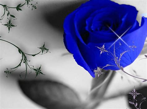 4k Wallpaper Blue Rose Rose Flower Images Hd Wallpapers 1080p Download
