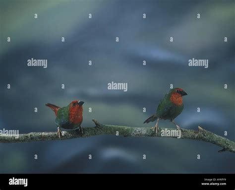 Red Headed Parrot Finch Hi Res Stock Photography And Images Alamy