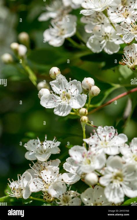Hawthorn Tree Crataegus Monogyna Stock Photo Alamy