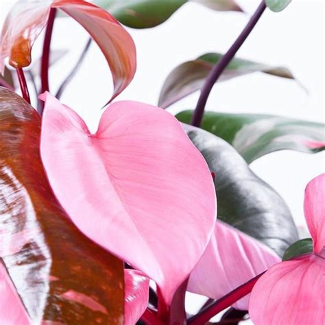 100pcsbag Philodendron Pink Princess Bonsai Seeds Perennial Etsy