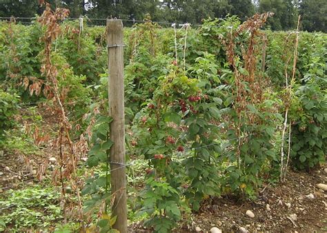 Root rot of raspberry is a condition of root damage that can be caused by poor cultural conditions in the root zone or disease organisms such as phytophthora fragariae rubi. Raspberry IPM Manual
