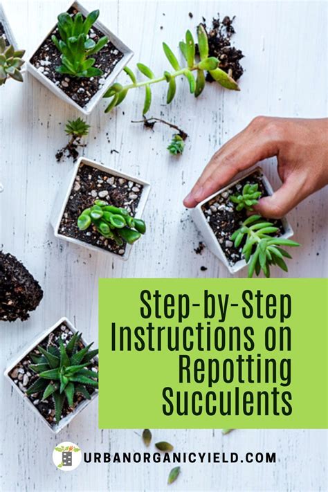 Why did my plant die after repotting? A Guide on How to Repot Succulents in 2020 | Repotting ...
