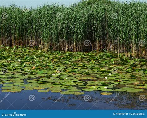 Reed And Green Leaves Of Water Lilies Stock Image Image Of Blue