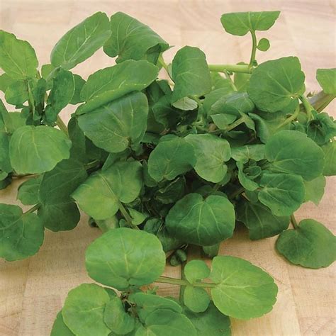 Tanaka loves the seas of okinawa, and she is currently. Water Cress Aqua Large Leaf Seeds | Sutton seeds, Small ...
