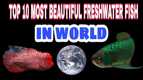 Top 10 Most Beautiful Freshwater Fish In World Youtube