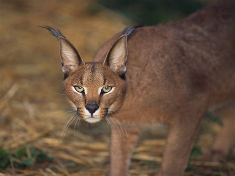 Wallpaper Lynx Ears Wild Cat Caracal African Lynx Desktop Wallpaper