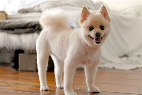 Top 6 Best Pomeranian Haircut Styles The Paws