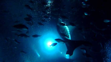 Manta Ray Night Dive Snorkel Hawaii Youtube