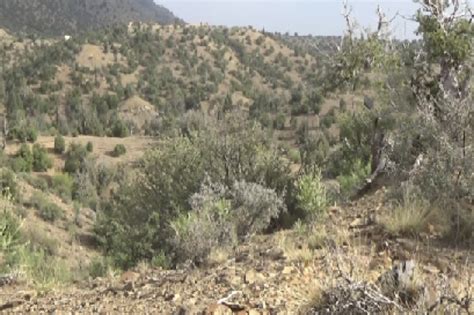 Maybe you would like to learn more about one of these? Paktika Police Cutting Down Pine Nut Trees: Residents ...