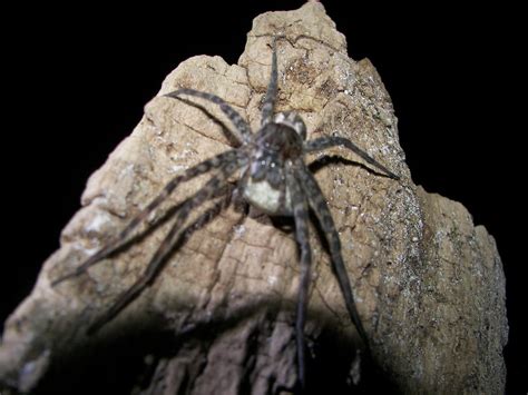 Fishing Spider Dolomedes Okefinokensis John Flickr