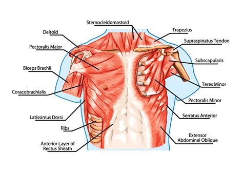 Human Anatomy Chest Muscle