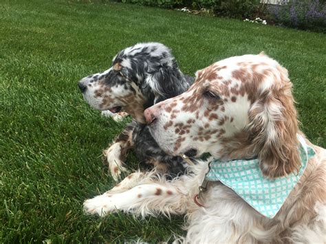 גורי סטר אנגלי גזעיים english setter pedigree puppies for families wanting a loving loyal. Scoutie and Quinn | English setter dogs, English setter ...